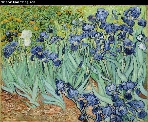 Vincent Van Gogh Irises