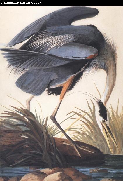 John James Audubon Great Blue Heron