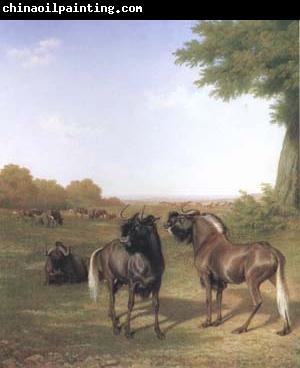 Jacques-Laurent Agasse White-Tailed Gnus (mk25)