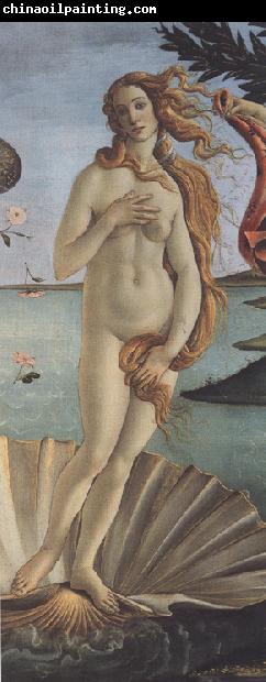 Sandro Botticelli The Birth of Venus (mk36)