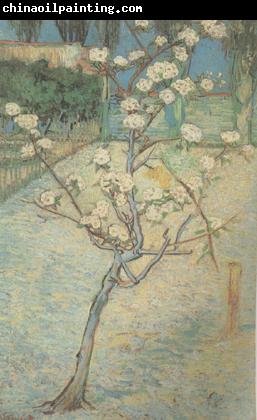 Vincent Van Gogh Blossoming Pear Tree (nn04)