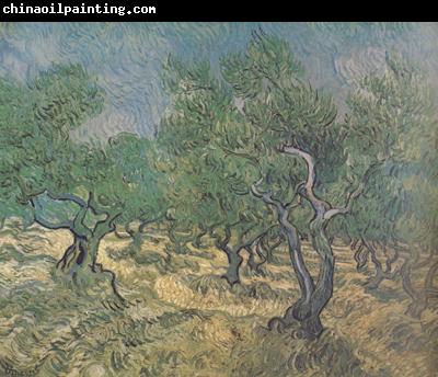 Vincent Van Gogh Olive Grove (nn04)