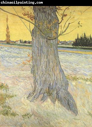 Vincent Van Gogh Trunk of an old Yew Tree (nn04)