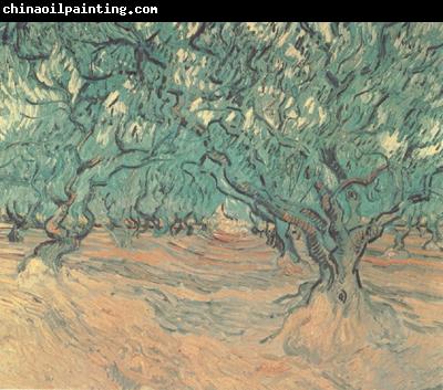 Vincent Van Gogh Olive Trees (nn04)