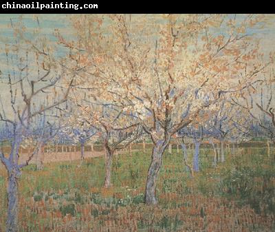 Vincent Van Gogh Orchard with Blossoming Apricot Trees (nn04)_