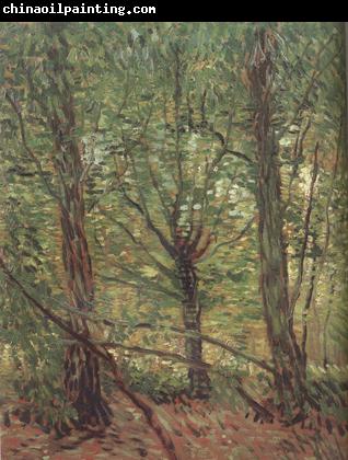 Vincent Van Gogh Trees adn Undergrowth (nn04)