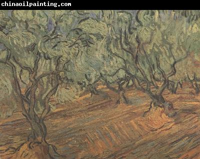 Vincent Van Gogh Olive Grove:Bright Blue Sky (nn04)