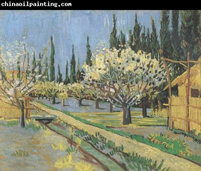 Vincent Van Gogh Orchard in Blossom,Bordered by Cypresses (nn04)