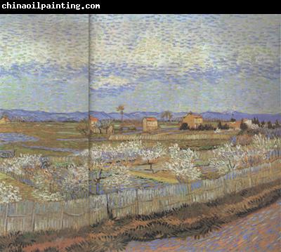 Vincent Van Gogh La Crau with Peach Trees in Blossom (nn04)