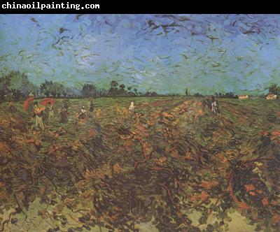 Vincent Van Gogh The Green Vineyard (nn04)