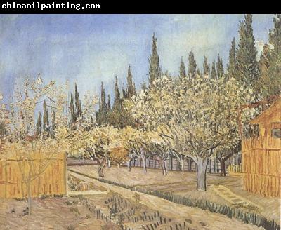 Vincent Van Gogh Orchard in Blossom,Bordered by Cypresses (nn04)