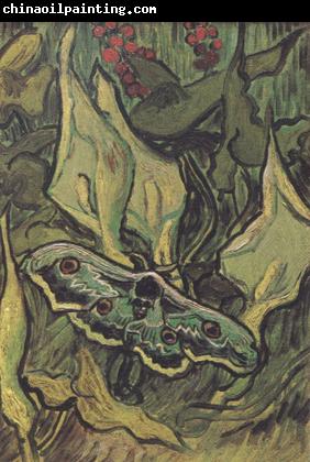 Vincent Van Gogh Death's-Head Moth (nn04)