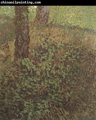 Vincent Van Gogh Undergrowth (nn04)