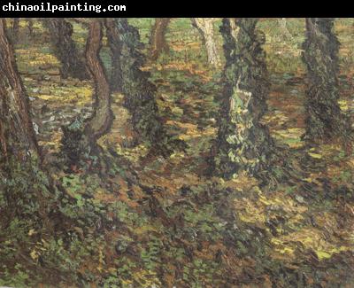 Vincent Van Gogh Tree Trunks with Ivy (nn04)