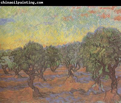 Vincent Van Gogh Olive Grove:Orange Sky (nn04)