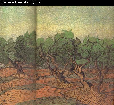 Vincent Van Gogh Olive Grove (nn04)