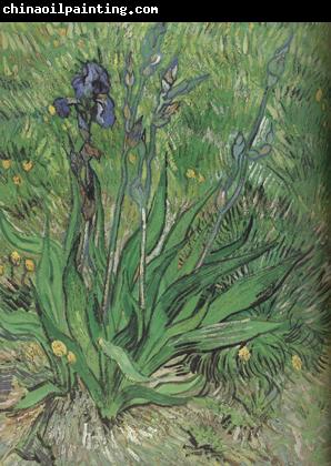 Vincent Van Gogh The Iris (nn04)