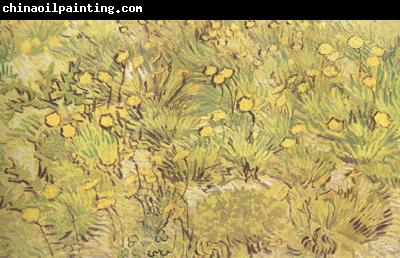 Vincent Van Gogh A Field of Yellow Flowers (nn04)