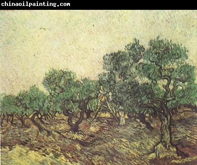 Vincent Van Gogh Olive Picking (nn04)