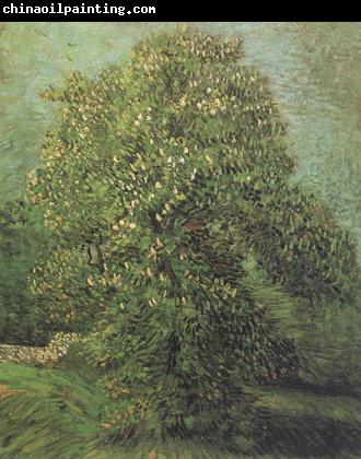 Vincent Van Gogh Chestnut Tree in Blosson (nn04)